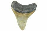 Serrated, Fossil Megalodon Tooth - North Carolina #343437-1